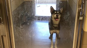 1.6K views · 30 reactions | Adopted at Clear the Shelters event...