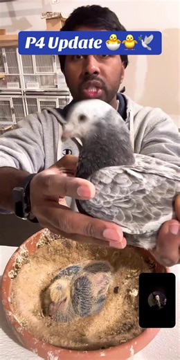 #livehighlights #tiktoklive P4 Cuban Thief Pouter chick update! #pigeon #paloma #palomeroscubanos