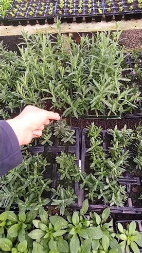 CHÁ DE LAVANDA! É CALMANTE OU ESTIMULANTE?