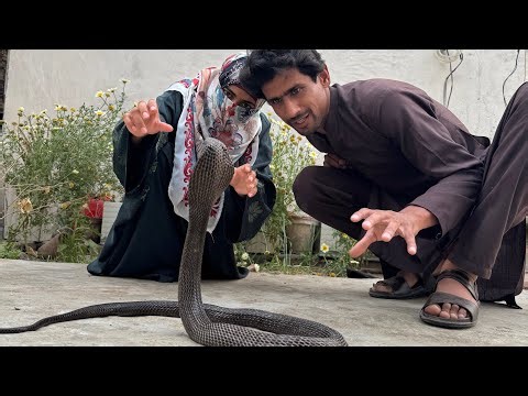 Can She Handle a Cobra? | Indian Cobra |