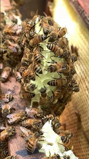 How Bees Build Perfect Honeycomb 🐝🧱