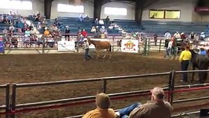 Ty Evans and Jolene in Halter class at Missouri Mule Makeover. #mmmJolene | TS MULES - Ty & Skye Evans Mulemanship Clinics