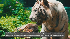 10 Extraordinary Abilities of the Malayan Tiger