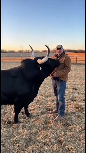 The 2,000lb Bodyguard! 🛡️🐂