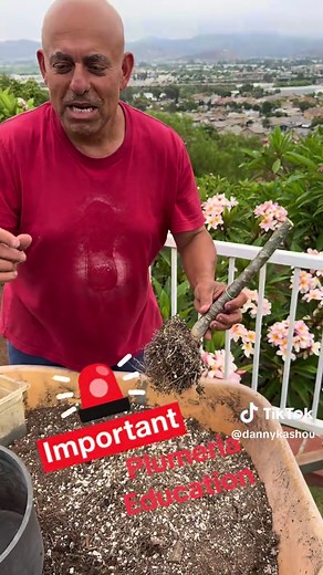 Plumeria Care: Managing Root Die Back in Winter