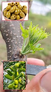 1.5M views · 7.1K reactions | Fruit Trees Grafting Methods Sharing #fruitlover #olivetree #olivegarden #olive #oliver #fruits #growth #fruitlover #plantlife #plantsmakepeoplehappy #naturelovers #plantsplantsplants #plants #grafting #plantsofinstagram #fruittrees #garden #gardenlife #fyp | Plants Grafting | Facebook