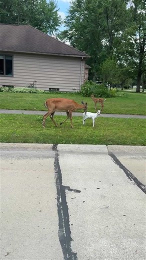 White baby deer