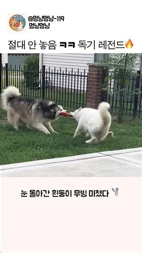 솜뭉치들이 진짜 빡치면 벌어지는 일 ㄷㄷ (무한회전 터그놀이 레전드)