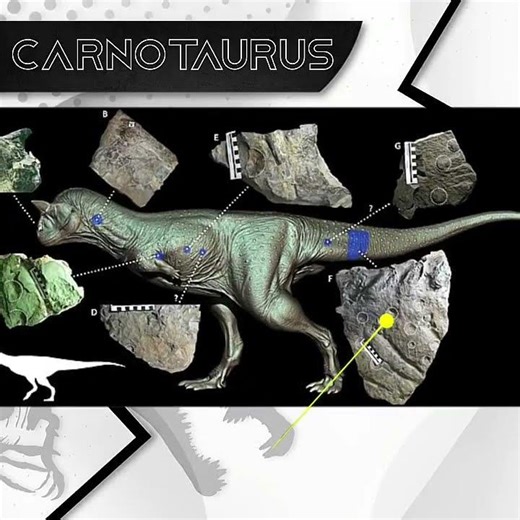 Carnotaurus Sastrei