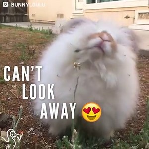 This rabbit's SO fuzzy — and we can't look away! | The Dodo