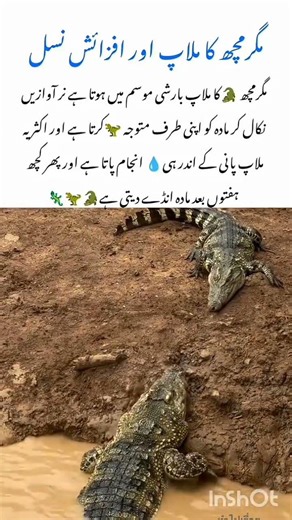 The Bird That Cleans Crocodile Teeth! 🐦🦷#EgyptianPlover#amazingnature #naturefacts #wildlifefacts