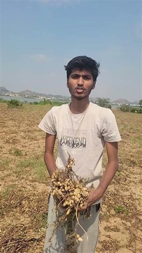 వేరుసెనగ కోత తర్వాత తదుపరి ప్రక్రియ ఏంటి? తాత చెప్పిన విధానం 🌱 #telugufarming