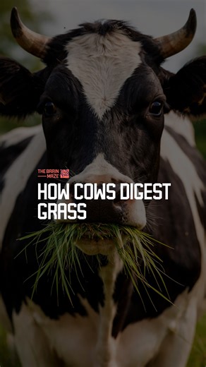 How cows digest grass - How do cows digest grass when they can't break down tough cellulose? Ever wondered how evolution helped them develop a unique digestive system? | The Brain Maze