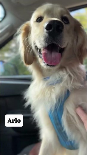 🐾 Meet Arlo, our stunning multigenerational miniature golden retriever! 🌟 With his gorgeous