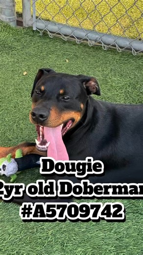 5.8K views · 191 reactions | @inamicrosecond Dougie #A5709742 2yr...