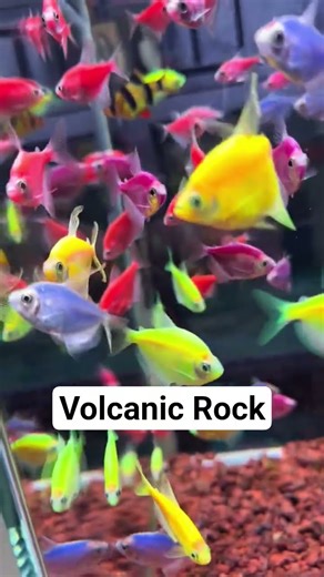 Easily create an air tank #aquascapegallery #fishtank #aquascape #aquascapelowtech #fishaquarium