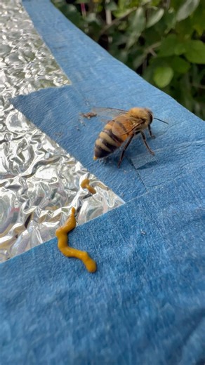Bees poop 💩 #bee #abeja #bienen #abeille #abelha #beekeeping #everyonepoops #poopingbee #beepoop #poop #pooper #beesareawesome | Beelightful Bee Company