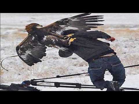Top 7 Epic Eagle Attacks (Wolf, Bear... & Man)