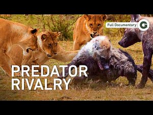 Lions vs. Hyenas: When a Hunting Pride Faces A Massive Hyena Clan | Full Documentary