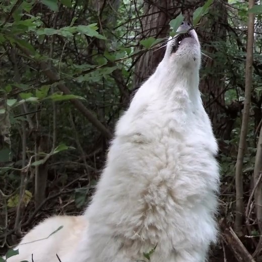 Twilight belongs to wolves 🐺 | Wolf Conservation Center
