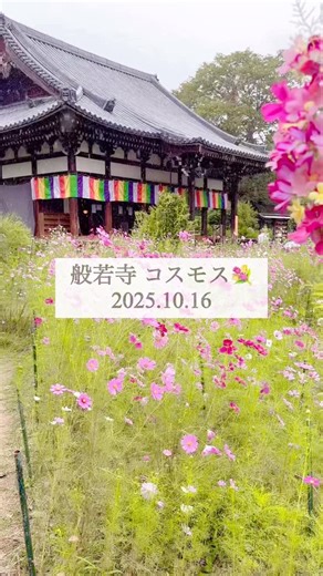 奈良市観光協会 on Instagram: "＼般若寺のコスモスが見頃を迎えています🌸／ 四季折々の花が彩る「花の寺」#般若寺。 ただいま境内では、約15万本のコスモスが見頃を迎えています（※10/16（木）時点）✨ 本堂を背景に咲き誇る花々が、秋の訪れを感じさせてくれます。また、ガラスの中に咲く「 #コスモスグラスキューブ 」も本堂前に登場中💎 10月いっぱいまで飾られており、光にきらめく姿は写真映え間違いなしです📸 この時期だけの特別な景色を、ぜひ見に訪れてみてください🍁 📷1枚目：本堂とコスモス 📷2・3枚目：コスモスグラスキューブ ※写真は10/16（木）の様子（この日はあいにくの雨でしたが、ぬれた花々もまた風情がありました☺️） 般若寺 📅～2025/11月上旬（コスモス花期特別拝観料金期間） 🕐9:00～17:00（最終受付 16:30） 📍奈良県奈良市般若寺町221 般若寺の公式Instagramはこちら👉 @hannyaji_temple #奈良 #般若寺 #コスモス #奈良観光 #秋桜 #花の寺 #奈良旅"