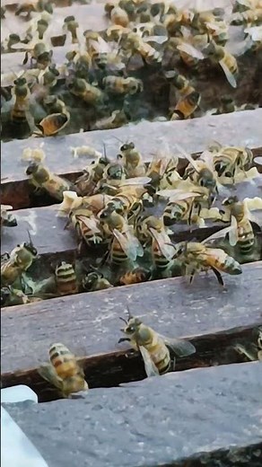 This type of bee, no matter what we do, will not leave the nest .