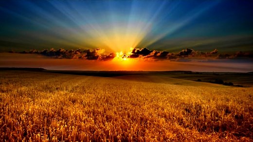 Wheat, Field, Sunset. Free Stock Video