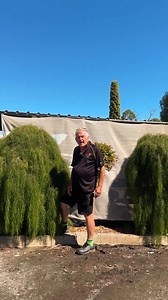 9.5K views · 68 reactions | Did you know that an Australian Native Weeper exists?  Get your Acacia Waterfall here: https://www.thetutuguru.com.au/shop/acacia-waterfall-standard/ #HelloHelloPlants #Australia #AcaciaWaterfall #Beautifulplants #GraftedWeepingTrees #Nativeplants #GardenInspiration #GardeningPassion #CreativeSpaces #nurseriesnearme #melbournenursery | Hello Hello Plants & Garden Supplies | Facebook