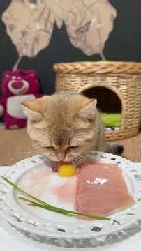 Gato adorable, tierno y dulce #Mi mascota #La pequeña #El gato tonto #Este gato no es inteligente