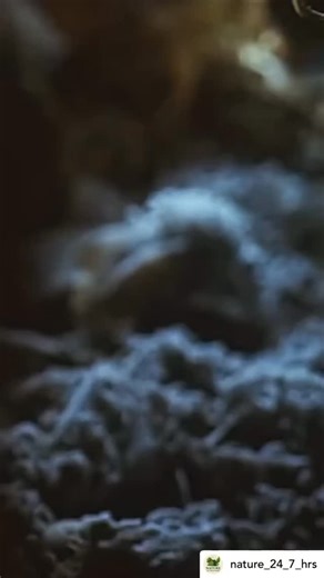 4.3K views · 15K reactions | Some amazing bumble bee action perfect for a Sunday morning. There’s something so calming about watching bees and Sir David’s voice. It’s the perfect combination! | Kin Bees - Award Winning Honey | Facebook