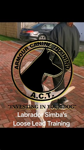 Here we have Labrador Simba working on his loose lead walking training. If you remember back to his first video, Simba's owner had a head halter on to control him. In this video he's walking really nice with his owner in a nice relaxed state, which makes it enjoyable for both parties. Great work Team Simba! #labrador #labradorretriever #tiktokdogs #dogvideo #dogtraining