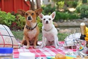 Watch Beverly Hills Chihuahua Full Movie ™