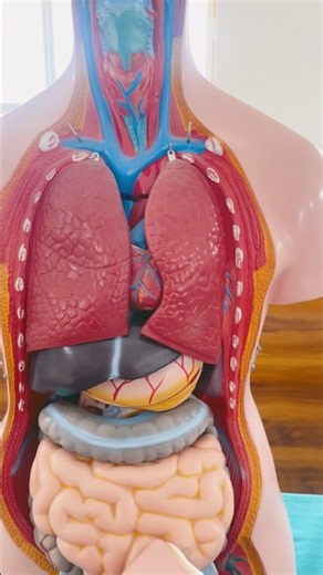 What’s Inside the Human Body? 😳 | 3D Anatomy Tour | Internal Organs Explained #shorts