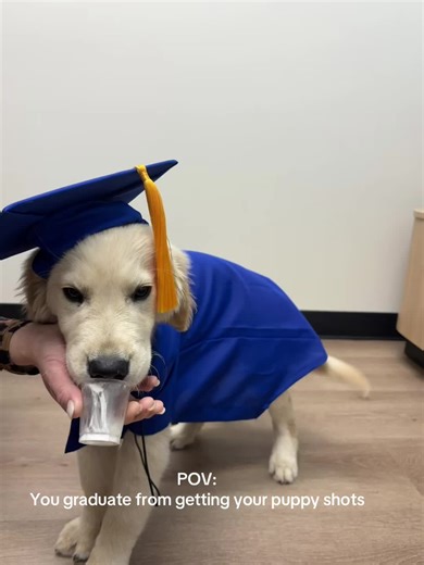 Ready for the world @PetSmart @The Farmer’s Dog #dog #golden #puppy #dog #goldenretriever
