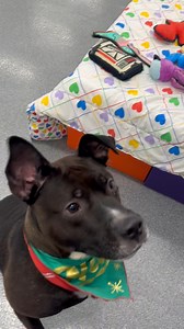 Thanks whoever donated the bags of stuffies! They are definitely Kong approved! | Lucas County Canine Care & Control