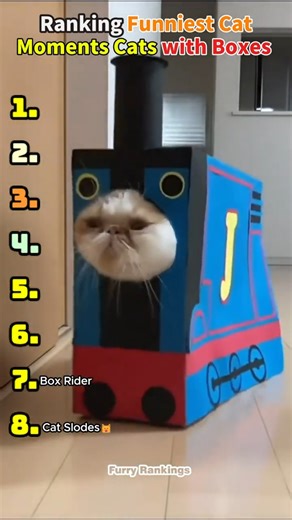 Ranking Funniest Cat Moments Cats with Boxes 📦