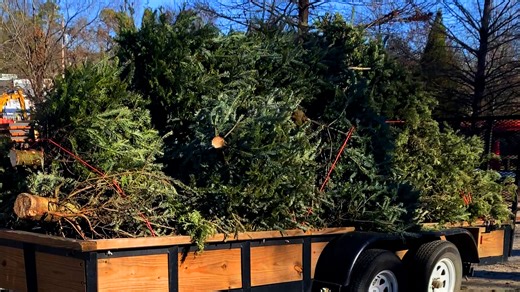 Want to recycle your real Christmas tree in Columbus? Here's how