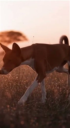 “Basenji: The Ancient Hunter of Central Africa” #dog #dogs #doglife #dogshorts #america #animals
