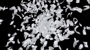 clip-5063840-explosion-feathers