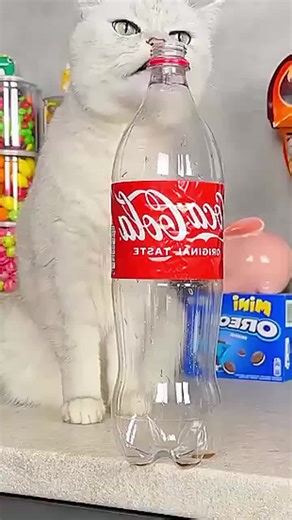 Funny Cats Compilation That Will Make You Laugh