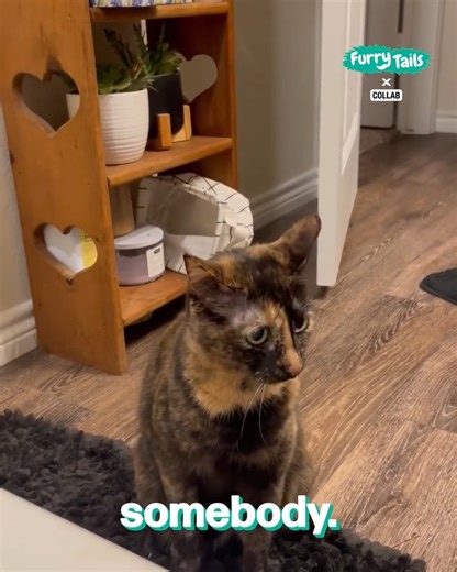 Cat sees bubbles for the first time 🫧 | Furry Tails