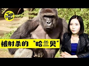 美国辛辛那提动物园惊悚一幕 [脑洞乌托邦 | Mystery Stories TV]