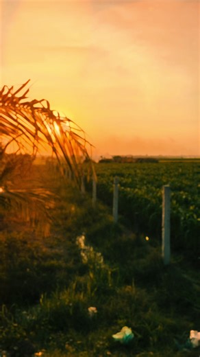 Chill Music and Beautiful Sunset Captured with CapCut