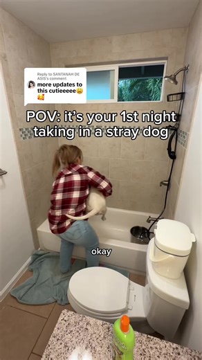 Building Confidence in Shy Dogs