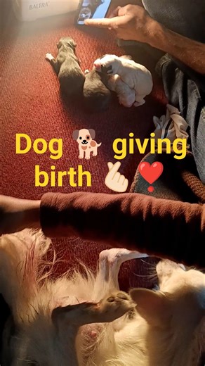 Giving dog birth to puppy 🐕🫰🏻❣️ #animals #dogdelivery #care #birthcare #youtubeshorts #puppycare