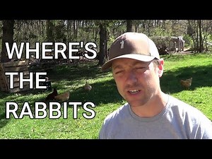 HOW TO FIND RABBITS/WHERE TO LOOK