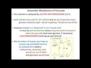 Lecture 12B - Glycolysis: Regulation, Anaerobic & Energetics