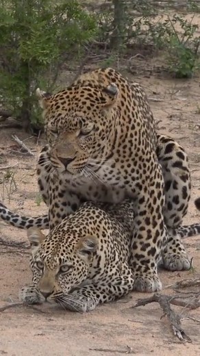 Leopards in love #robtheranger #leopardsofinstagram #instaleopard #natureismetal #wildlifeplanet #wildlifehdvideo #wildlifelovers #wildlife_perfection #wildlifephotography #wildafrica #wildography #leopardsinlove | Rob The Ranger Wildlife Videos