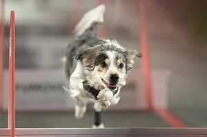 Ever wonder what it's like to compete in Flyball? Watch this competitor vlog her experience. | AKCtv