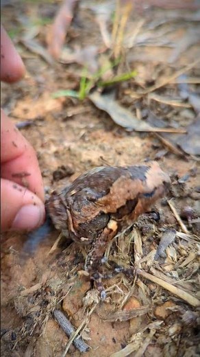 The last funny frog sound effect | catch frogs are sensitive funny | Tep longheng funny frog | fly